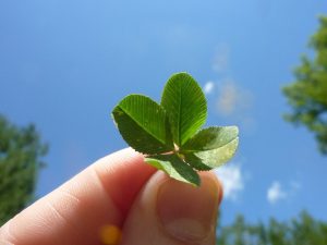 Gelukssymbolen in de westerse wereld: het klavertje vier, de konijnenvoet en het hoefijzer Gelukssymbolen in de westerse wereld: het klavertje vier, de konijnenvoet en het hoefijzer